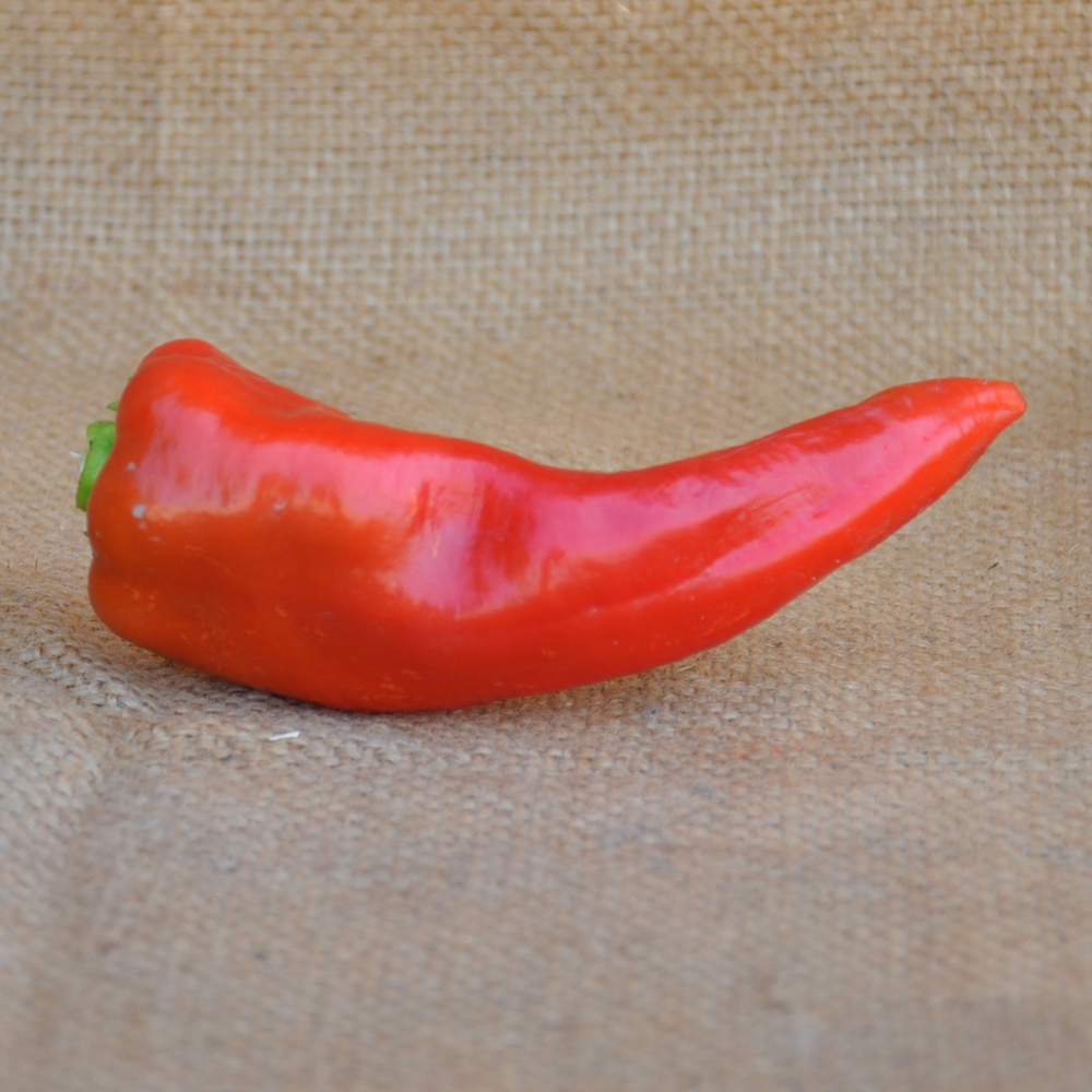 
                      
                        SWEET PEPPER CORNO ROSSO SEEDS | Smarties.bio
                      
                    