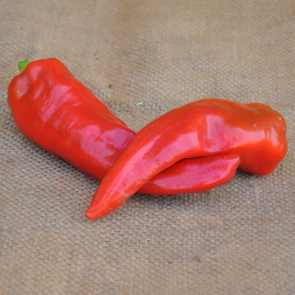 
                      
                        SWEET PEPPER CORNO ROSSO SEEDS | Smarties.bio
                      
                    