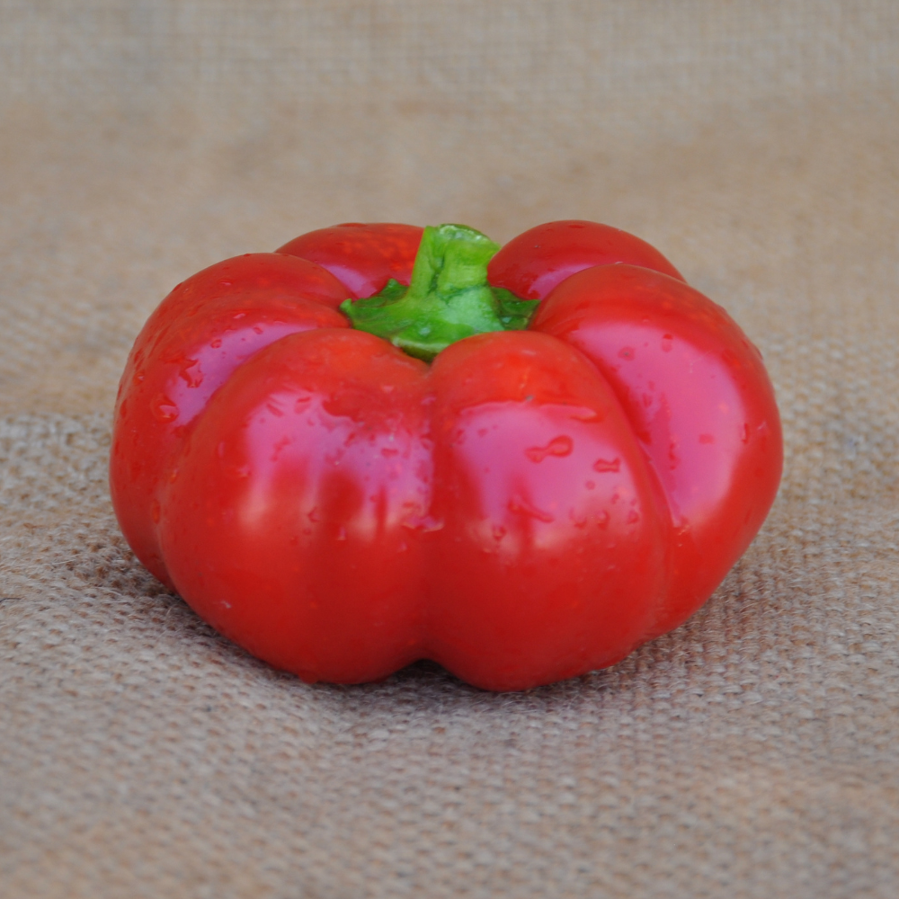 SWEET PEPPER TOPEPO ROSSO SEEDS | Smarties.bio