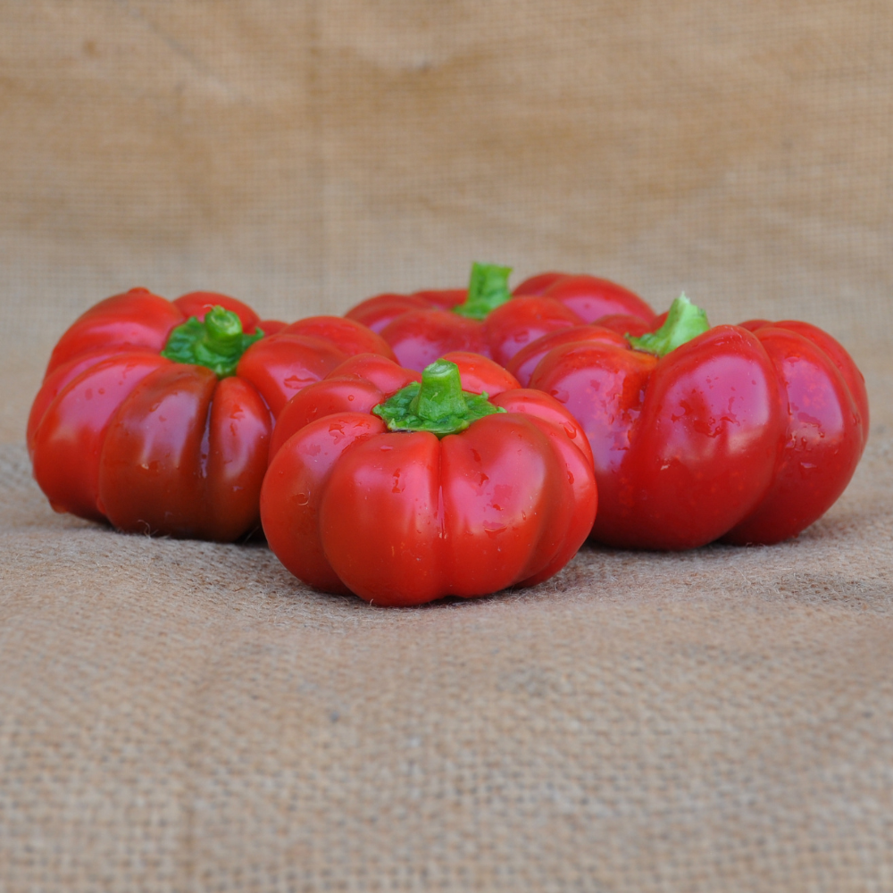 
                      
                        SWEET PEPPER TOPEPO ROSSO SEEDS | Smarties.bio
                      
                    