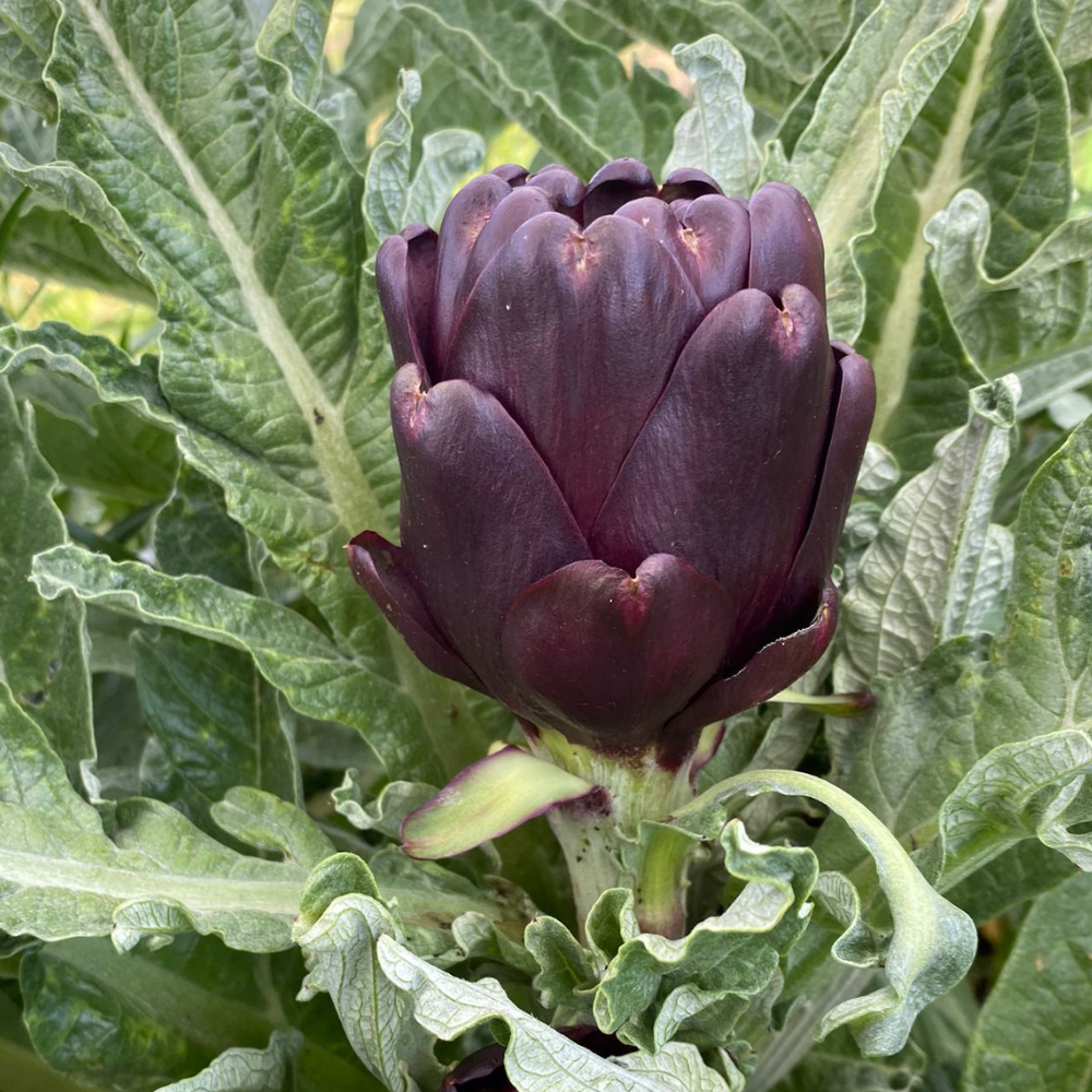 
                      
                        ROMANO F1 ARTICHOKE SEEDS | smarties.bio
                      
                    