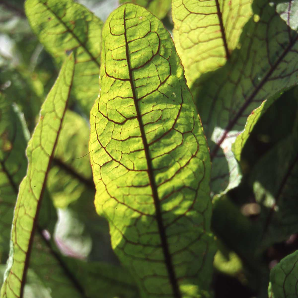 XS327 RUMEX RED VEINED SEEDS | Smarties.bio