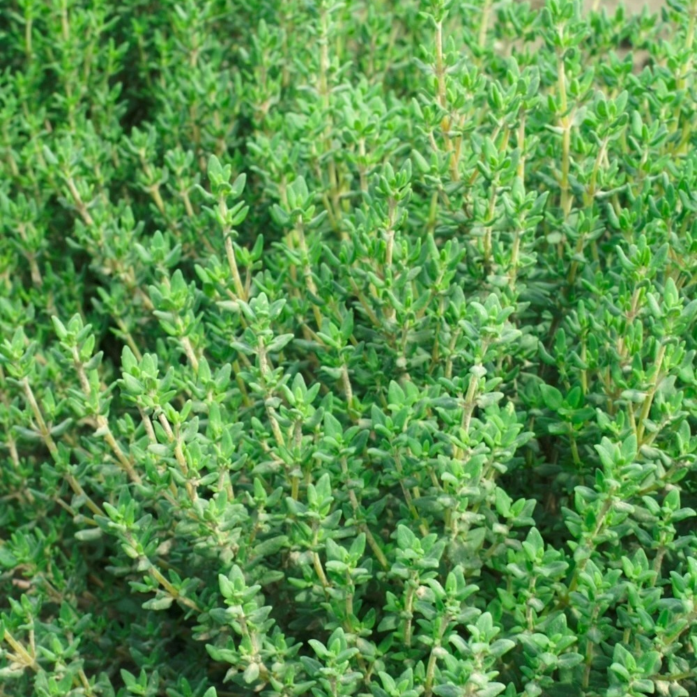 
                      
                        #SM4.91 WINTER THYME SEEDS | Smarties.bio
                      
                    