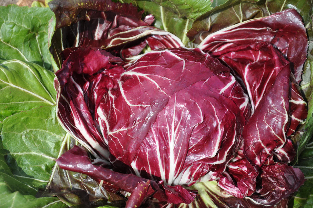 VESUVIO CICORIA ROSSA DI CHIOGGIA