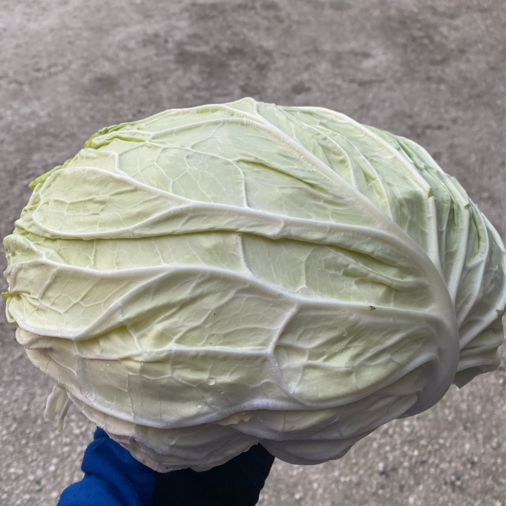 
                      
                        VERZA MARINANTA ex XS184 SAVOY CABBAGE SEEDS | smarties.bio
                      
                    