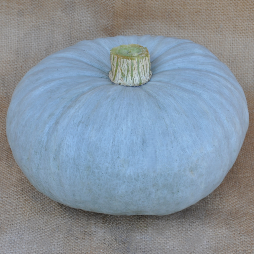 
                      
                        BERETTA PIACENTINA SQUASH SEEDS | Smarties.bio
                      
                    