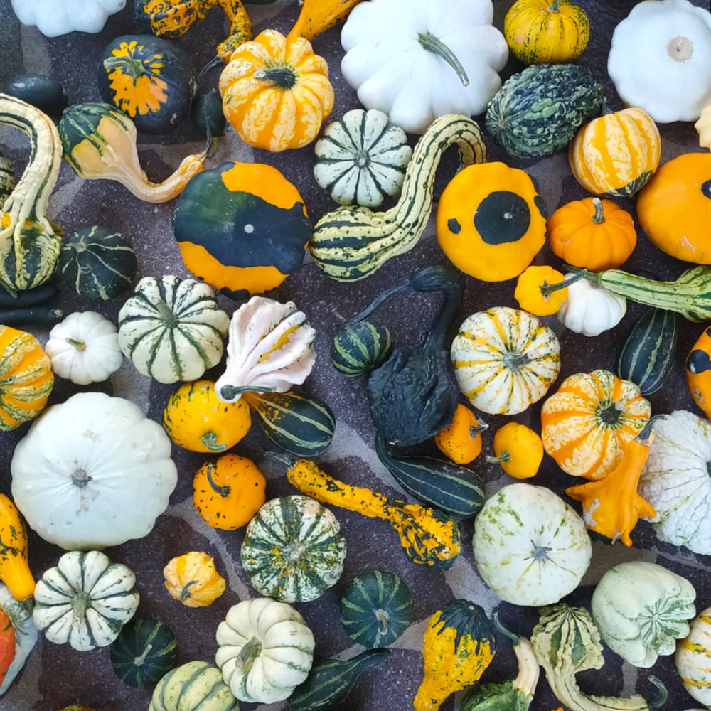 ORNAMENTAL MIXED SQUASH | smarties.bio