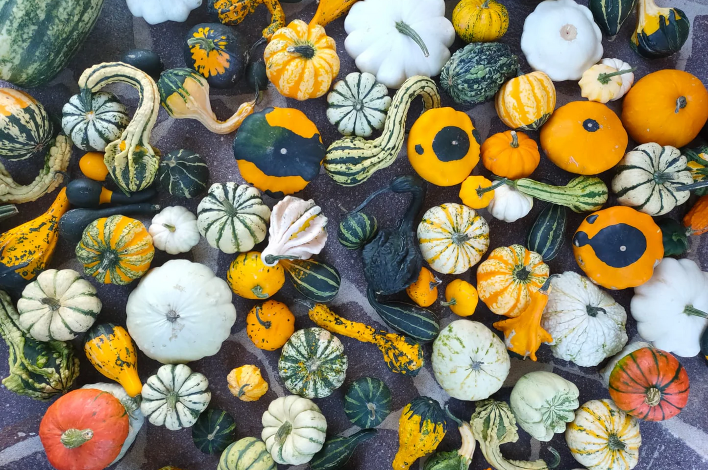 ORNAMENTAL MIXED SQUASH | smarties.bio