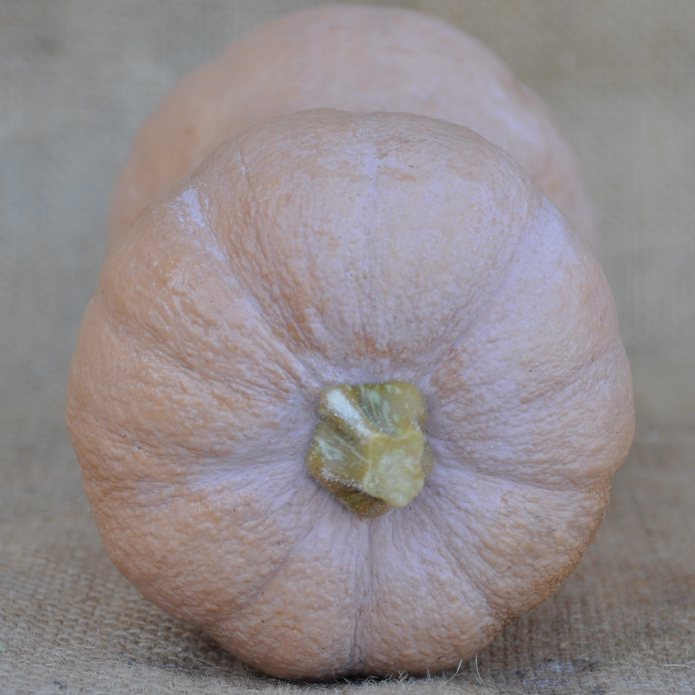 CMO15 VIOLINA RUGOSA SQUASH (WRINKLED SKIN) | smarties.bio