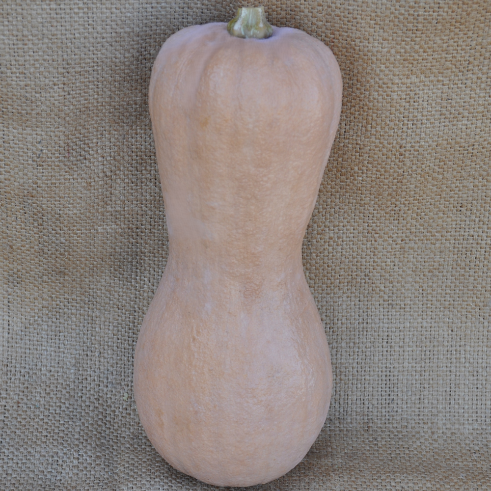 
                      
                        CMO15 VIOLINA RUGOSA SQUASH (WRINKLED SKIN) | smarties.bio
                      
                    